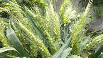 小麦种植成果展示四