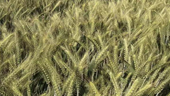 小麦种植成果展示五