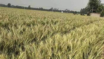 小麦种植成果展示六